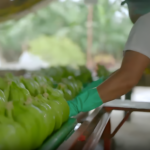 Aumento del 35% en productividad: Caso bananera en El Oro