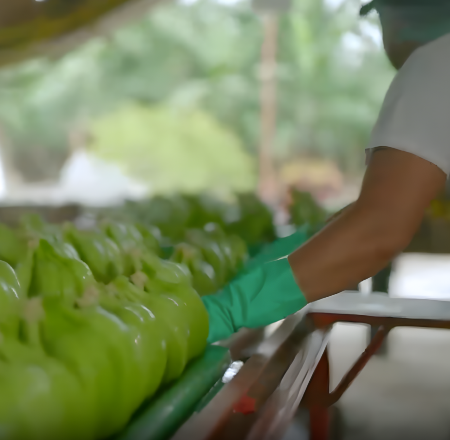 Aumento del 35% en productividad: Caso bananera en El Oro - Ecuador