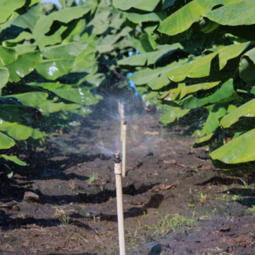Agua y sostenibilidad: el nuevo estándar para la agricultura ecuatoriana