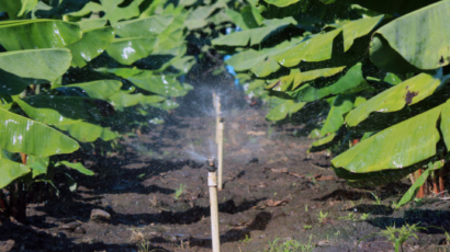 Agua y sostenibilidad: el nuevo estándar para la agricultura ecuatoriana