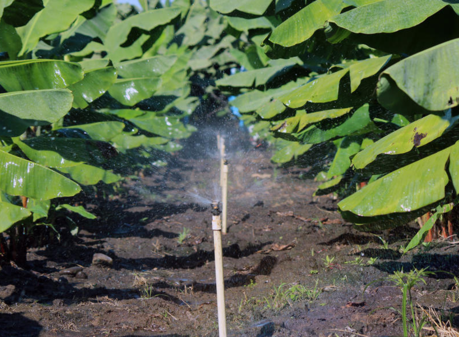 Agua y sostenibilidad: el nuevo estándar para la agricultura ecuatoriana
