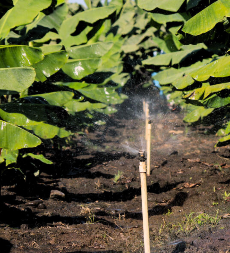 vFertirrigación Nutrición precisa del cultivo integrada al sistema de riego.